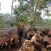 Ketika 70 Anak Menanam Harapan: Dari Halaman SDN 1 Sered, Pramuka Menumbuhkan Masa Depan.